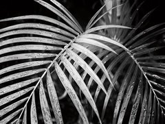 Картина в интерьере Palm leaves 100х100 cm