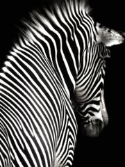 Картина Tired zebra 70х100 cm купити в Україні