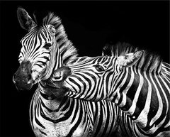 Картина Zebras family 75х100 cm з доставкою