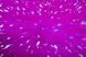 Килим Glam 410 Violett/Silver 135x165, фіолетовий